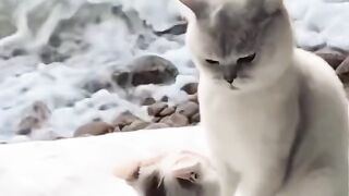 The cat