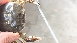 Funny crabs, funny videos 2024