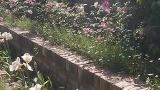Beautifull Flowers