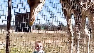 Cute Giraffe