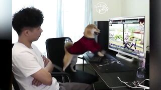 Vidéo drôles animaux 2021 Chien et Chat Tik Tok Compilation