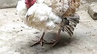 White turkey bird