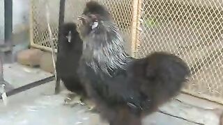 Black fiber ll