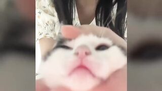 Best funny cat videos