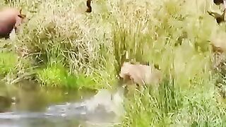 Wild life