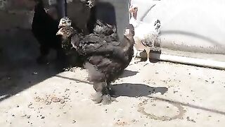 The chicken chicks