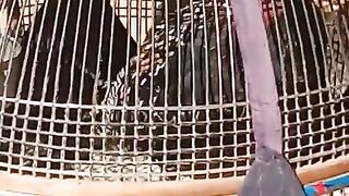 In the cage of a bird