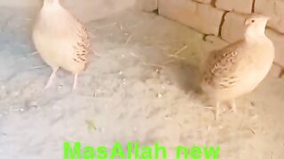 New entry ll entry
