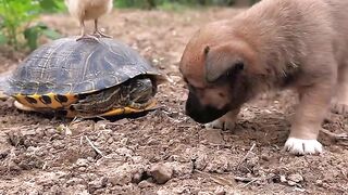 A group of cute pastoral friends