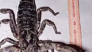 A feet of scorpion