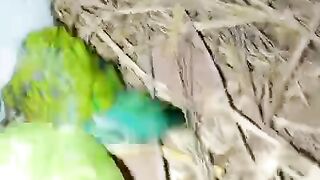 Yellow parrot ll green parrot