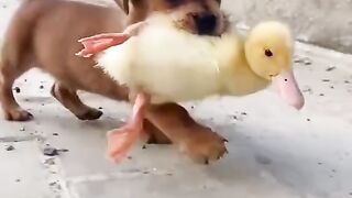 The dog carries the little duck home
