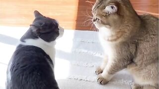 The react of cat