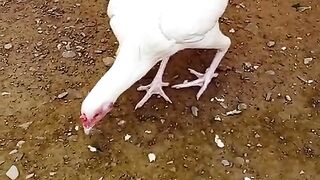 Pick up the food white