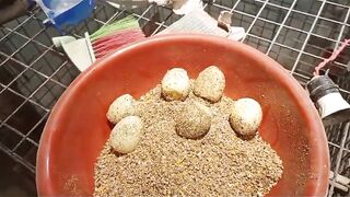 Eggs in the mud pot llud pot
