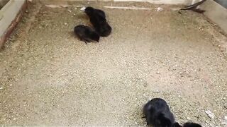 Three black dustbins