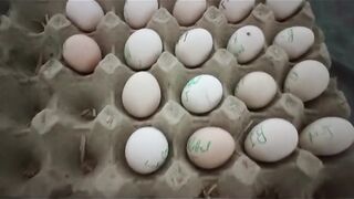 Eggs tray ll tray for eggs
