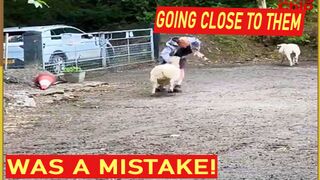 Going close to them was a mistake!