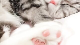 Of course, the cute cat will be shared with you, the cute cat