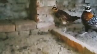 The story of a pheasant