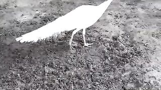 The story of a peacock