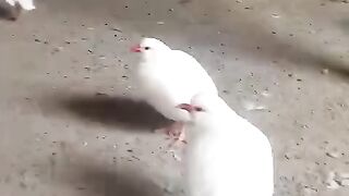 The story of white birds