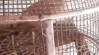 The story of a caged bird