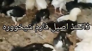 The story of chicken