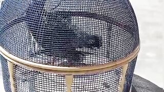I  am a caged bird