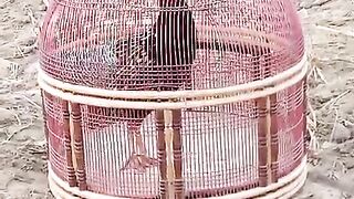 Do not ll keep the birds safe