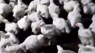 The farm of chicken