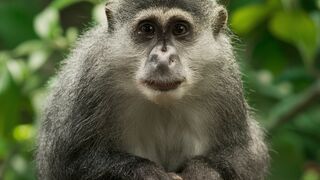 Uncover Clever Animal Trivia for a Giggling Good Time