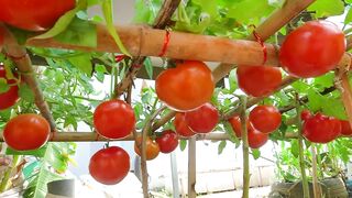 Tomato's Farming