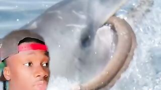 Why The World Should Fear Dolphins not Sharks