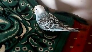 African baby parrot