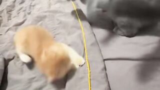 emartcat