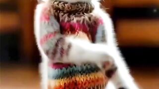 Cat dancing