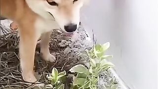 Doggy's Z plus Security????