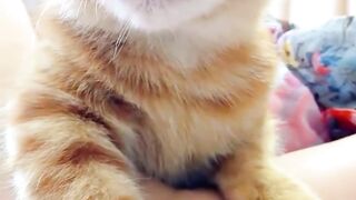 Cute Cat!!! Is your cat like this?