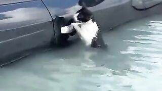 Saving a stranded cat after the flash floods that hit Dubai