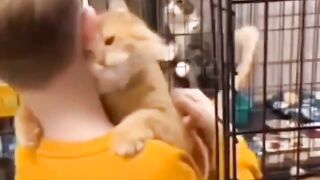 The boy went to the shelter with the intention of adopting a kitten