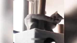 New Funny Videos 2024 ???? Cutest Cats and Dogs ????????