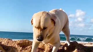Dog: So happy