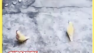 Parrots Playing Match