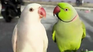 Two beautiful parrots each other talking