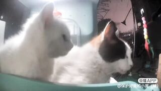 Snowball and Mom ????????