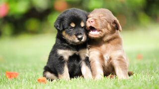 Cute little puppy enjoys...........