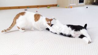 CatsvBites Other cat