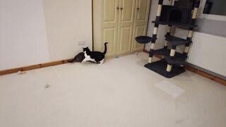 Cats bites other cats