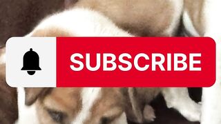 Anak anjing yang sangat lucu????????#animals